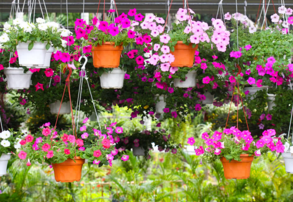 Taman dengan pot bunga gantung di teras